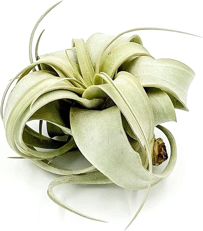 ragnaroc Air Plants - Tillandsia Xerographica, Small 2-3” - 3ct - Live Arrival Gauranteed - House Plants for Home Decor & Gift