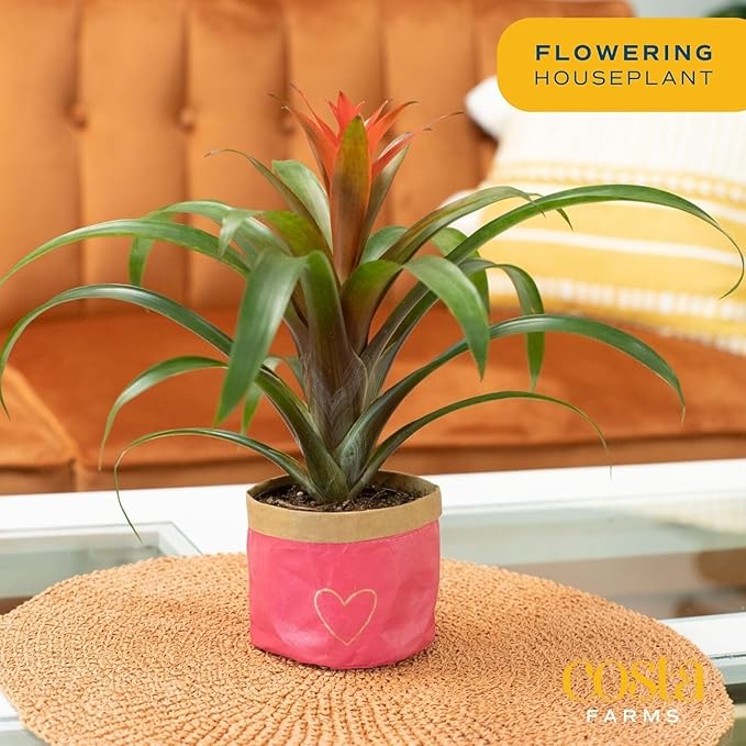 Costa Farms Bromeliad Live Plant, Live Indoor Flowering Plant, Houseplant Potted in Eco-Friendly Washable Paper Planter with Potting Soil Mix, Tabletop Room Decor, Grower's Choice, 12-Inches Tall