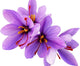 Saffron Crocus Corms for Planting – 10 Large Corms – Purple Blooms – Perennial Bulbs for Outdoor Planting That Produce The Saffron Spice.
