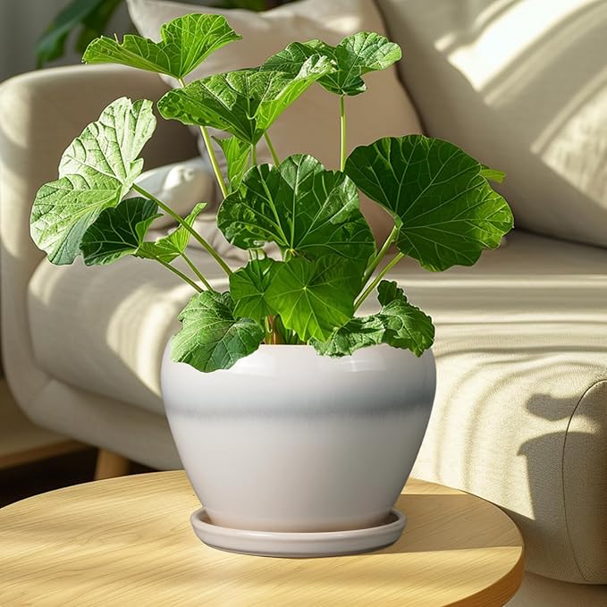 Ceramic Planter - 8 Inch Plant Pot with Drainage Hole and Saucer, Glaze Round Flower Pot for Home Garden Patio Office, White