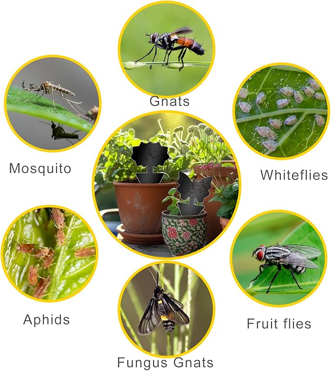Fruit Fly Traps, 60 Pack Black Sticky Traps, Fungus Gnat Traps, Plant Fly Stickers for Indoor and Outdoor Use Protect The Plant