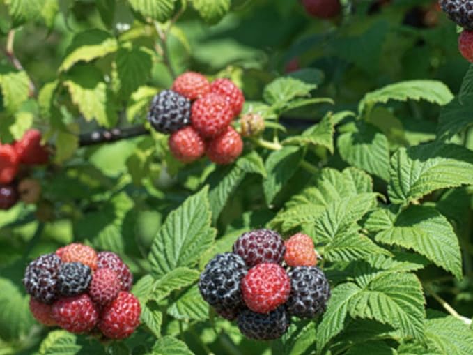 'Tahi' Black Raspberry Plant - Thornless Black Raspberry Plants - Live Plants (10)