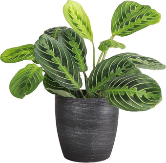 Thorsen's Greenhouse Lemon Lime Prayer Plant, Live Indoor Plant, Pet Friendly, Attractive Houseplant, Lemon Maranta, Easy to Grow, 4" Diameter Pot (Brushed Silver)
