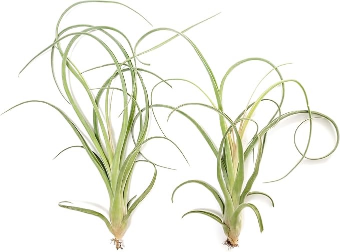 Air Plant Shop 3 Pack Tillandsia Curly Slim (T. Intermedia x T. Streptophylla) Air Plant - Succulents - Live Tillandsia - Easy Care Indoor and Outdoor House Plants