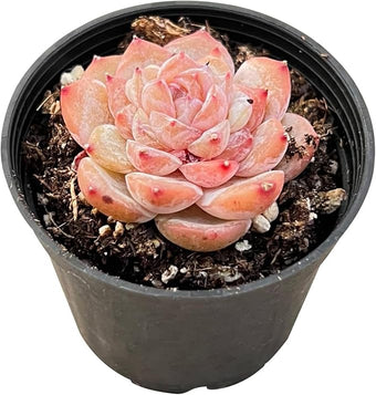 2" Rare Succulent Echeveria 'ICY Lau i' Sugar Heart, Live Succulents Plants Fully Rooted in Grower Pots, Unique Gift for Wedding Favor, Party Favor