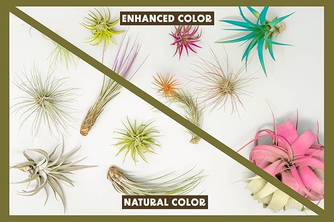 Purple Colorful Tillandsia Air Plants - Long Lasting Color Enhanced Live Tillandsia Succulent House Plants - Home and Garden Decor - Easy Care Indoor and Outdoor (Ionantha Rubra, Pack of 3)