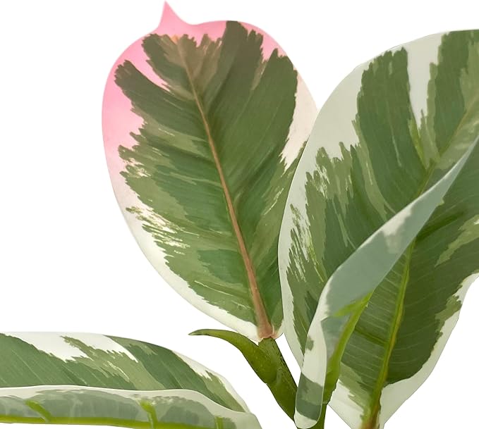 Artificial Tree in Modern Polygon Pattern Effect Planter, Fake Rubber Silk TRE for Indoor and Outdoor Home Decoration - 70" Overall Tall (Plant Pot Plus Tree)