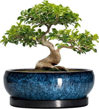 EPFamily Bonsai Pots - 13 Inch Ceramic Succulent Pots for Indoor Outdoor, Large Succulent Planter with Drainage Hole and Saucer, Round Shallow Flower Planters, Porch Decor, Gardening Gifts, Blue