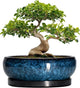EPFamily Bonsai Pots - 13 Inch Ceramic Succulent Pots for Indoor Outdoor, Large Succulent Planter with Drainage Hole and Saucer, Round Shallow Flower Planters, Porch Decor, Gardening Gifts, Blue