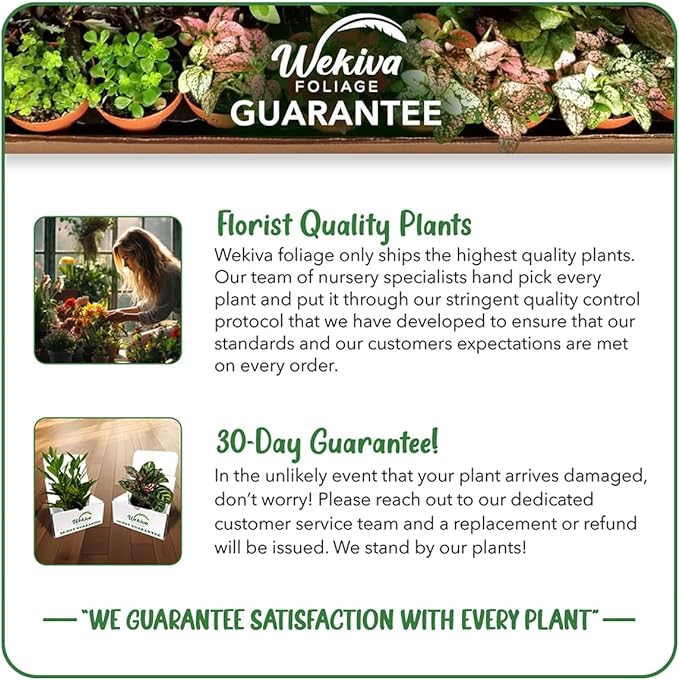 Kiowa BlackBerry Plant - 2 Live Starter Plants - Rubus - Edible Fruit Bearing Bush for Patio and Garden