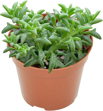 Live Succulents String of Dolphins (4-inch), Succulent Plants Fully Rooted in Pots with Soil, Easy-Care House Plant for DIY, Home Office Decor, Wedding Party Favor