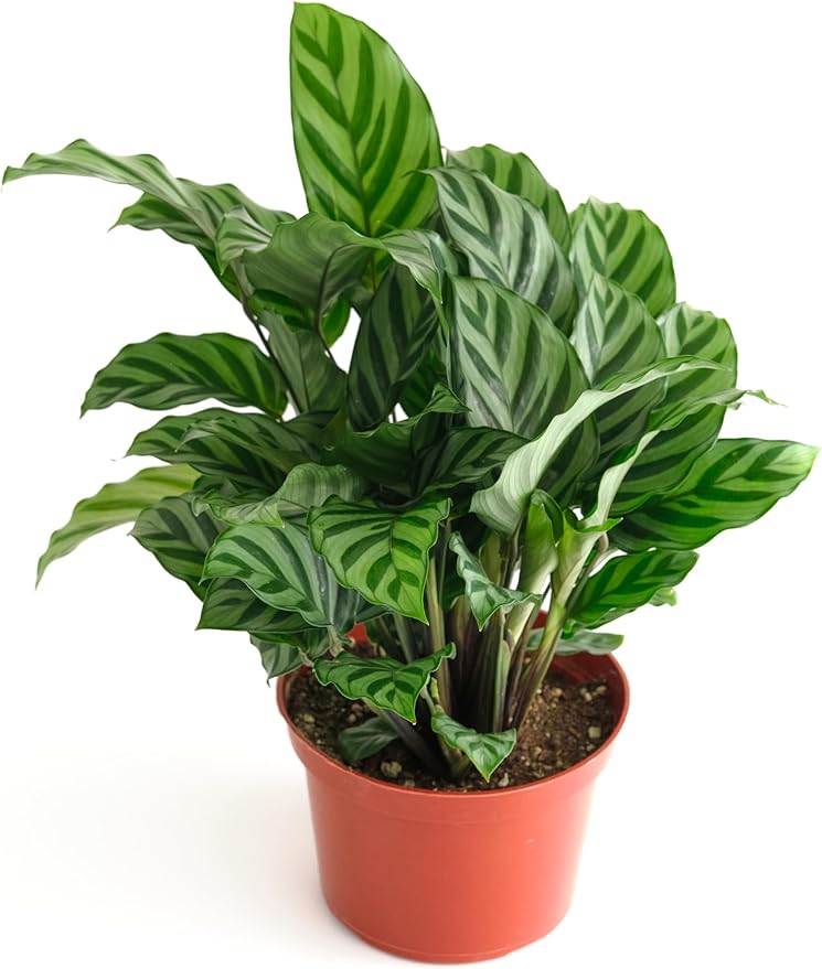 Shop Succulents Calathea Concinna Freddie, Live Indoor Plant, Easy Care Tropical Houseplant in Nursery Pot, Air Purifying Plant in Soil, Housewarming, Trendy Home Décor, 1-2 Feet Tall