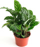 Shop Succulents Calathea Concinna Freddie, Live Indoor Plant, Easy Care Tropical Houseplant in Nursery Pot, Air Purifying Plant in Soil, Housewarming, Trendy Home Décor, 1-2 Feet Tall