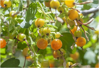 Golden Currant 50 Seeds (Ribes aureum) Non GMO - Open Pollinated - Heirloom