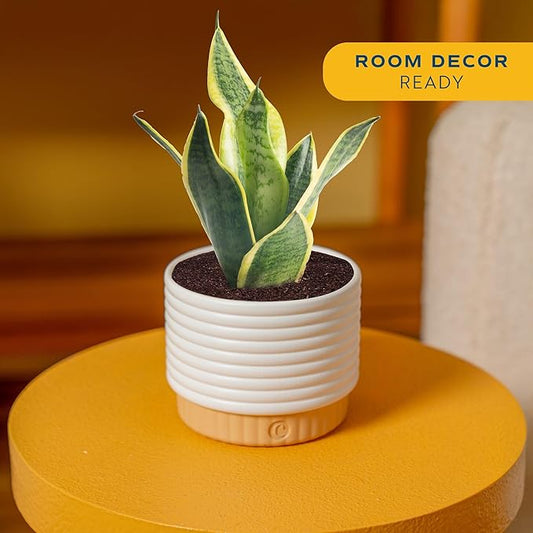 Costa Farms Snake Plant, Sansevieria Live Plant in Decorative Pot, Easy to Maintain, Air Purifying Succulent Indoor Houseplant, Assorted Variety, Home, Room, or Office Décor, 8-12 Inches Tall