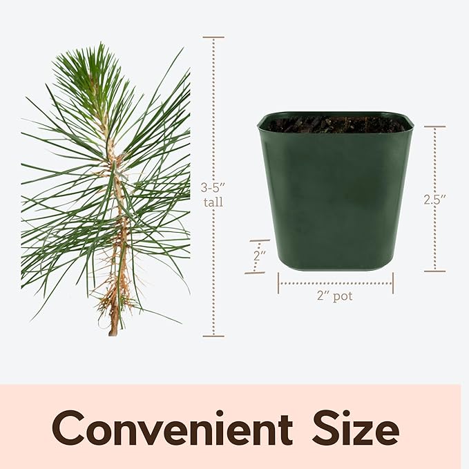 Generic Mini Bonsai Tree Japanese Black Pine Starter Plant Pinus Thunbergii Live Tree Japanese Pine Zen Garden House Plant Indoor Tree Outdoor Plant, green