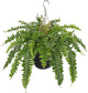 Hollyone Artificial Fern Hanging Basket Plant 25" Boston Ferns 31 Leaves Greenery Plants with Rattan Pot for Outdoors & Indoor Fake Fern Bush Plant in Pot for Patio Entrance Porch Garden Decor Green