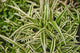 Reverse Variegated Spider Plant in 6-inch Hanging Pot, Live Indoor Houseplant