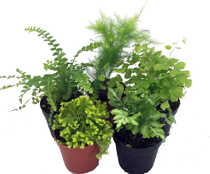 Mini Ferns for Terrariums/Fairy Garden - 5 Different Plants-2" Pots