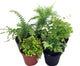 Mini Ferns for Terrariums/Fairy Garden - 5 Different Plants-2" Pots