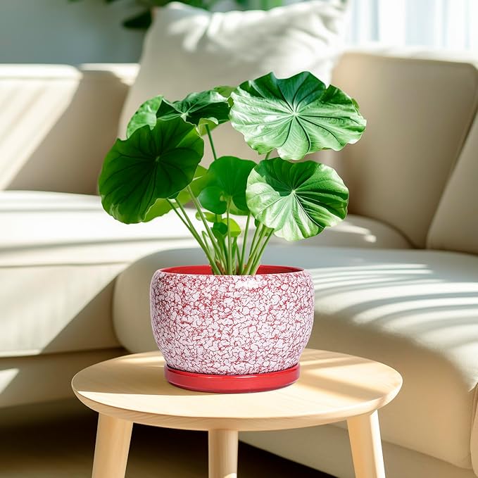 SQOWL Ceramic Pots for Plants - 8 inch Indoor Planter with Drainage Hole and Tray, Ceramic Flower Pot Outdoor, Round Decorative Planter, Bedroom Decor, Gifts for Plant Lovers, Red and White