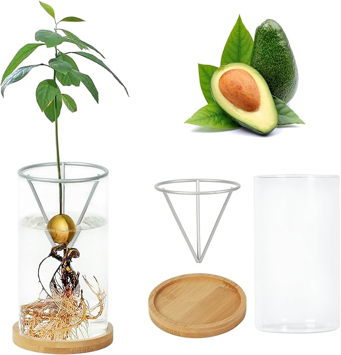 Bylion Avocado Tree Growing Kits, Avocado Growing Vase Wooden Base Avocado Seed Starter Vase Glass Plant Pot Easy Seed Sprout Starter Gift for Women Gardening Lovers Home Office Table Decoration
