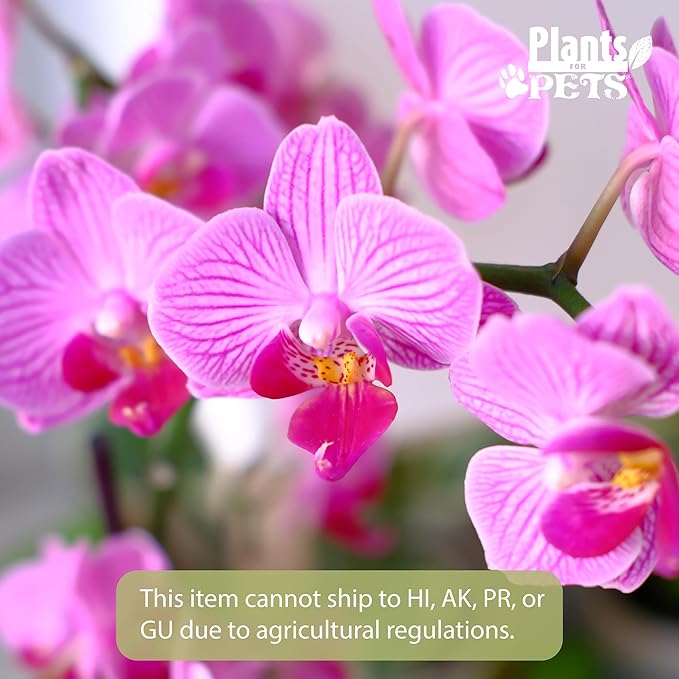 Large Purple Live Orchids Blooming in 5" Blue & White Orchid Pot, Pet Friendly Live Plant Gifts for Plant Lovers, Approx. 22"+ Tall, Real Houseplants, Phalaenopsis Moth Flowers by Plants for Pets