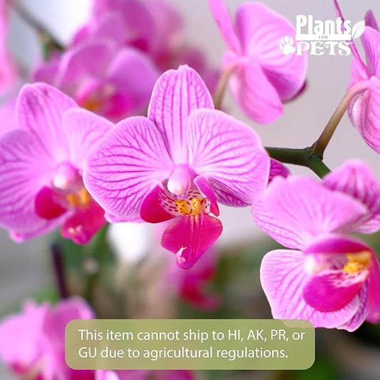 Premium Purple Live Orchid Plant Blooming in 3.5" Blue & White Orchid Pot, Live Plants, Houseplant Gifts, Approx. 16" Tall, Pet Friendly Houseplants, Phalaenopsis Moth Flower by Plants for Pets
