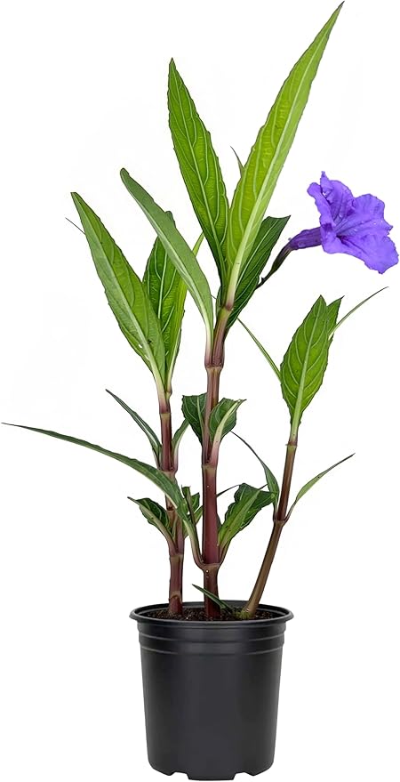 Mexican Petunia Purple | 5 Live 4 Inch Plants | Ruellia Brittoniana | Purple Flowering Landscape Pollinator | Heat Tolerant Groundcover | Outdoor Perennial for Gardens Borders Walkways Containers