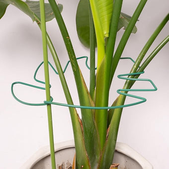 5PCS Monstera Plant Support Stem 9 x 7.6 in- Durable Stabilizer Set for Indoor Climbing Plants, Holders for Enhancing Growth, Ideal Gift for Plant Lovers, Fishbone Cactus Stake Garden Tool