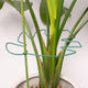 5PCS Monstera Plant Support Stem 9 x 7.6 in- Durable Stabilizer Set for Indoor Climbing Plants, Holders for Enhancing Growth, Ideal Gift for Plant Lovers, Fishbone Cactus Stake Garden Tool
