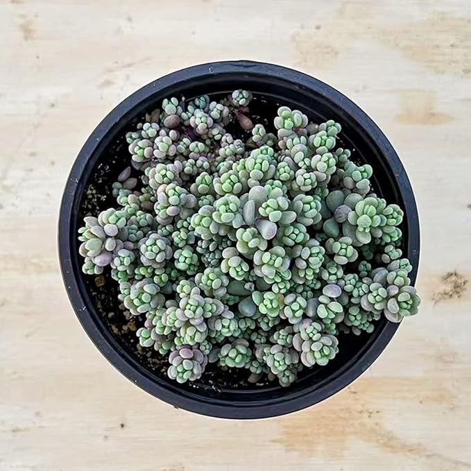 Live Succulents Sedum Dasyphyllum (4-inch), Succulent Plants Fully Rooted in Pots with Soil, Easy-Care House Plant for DIY, Home Office Decor, Wedding Party Favor
