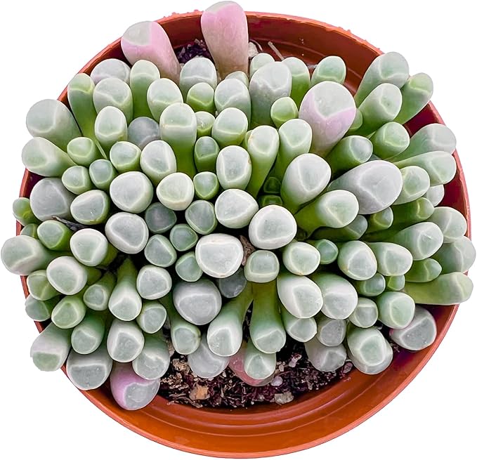 Live Succulents 'Baby Toes' (4-inch), Succulent Plants Fully Rooted in Pots with Soil, Easy-Care House Plant for DIY, Home Office Decor, Wedding Party Favor