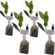 Mediterranean Bay Leaf, Bay Laurel Live Plant. Standard Variety - Laurus Nobilis. Live Plant. Fragrant, Fresh, Edible. Best for Ground Planting Outdoor. (4 Bay Laurel Plants in Sac)