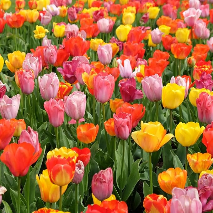 100 Mixed Tulip Flower Bulbs – Bulk Pack of Colorful Tulips for Spring Blooms – Easy Fall Planting - Plant in Gardens, Borders & Flowerbeds - Bulb Size 11/12cm - Willard & May