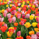 100 Mixed Tulip Flower Bulbs – Bulk Pack of Colorful Tulips for Spring Blooms – Easy Fall Planting - Plant in Gardens, Borders & Flowerbeds - Bulb Size 11/12cm - Willard & May