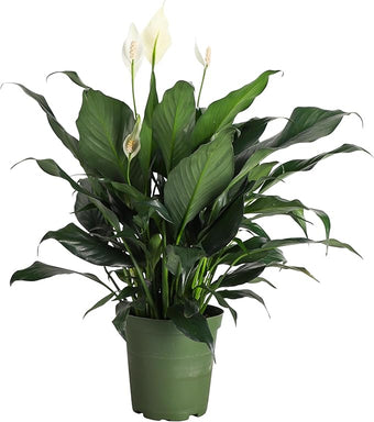 Thorsen's Greenhouse Live Peace Lily Plant, Spathyphylum, Low Light, Natural Air Purifier Live Indoor Plant, 6" Diameter Pot (Growers Pot, 6-inch Pot)