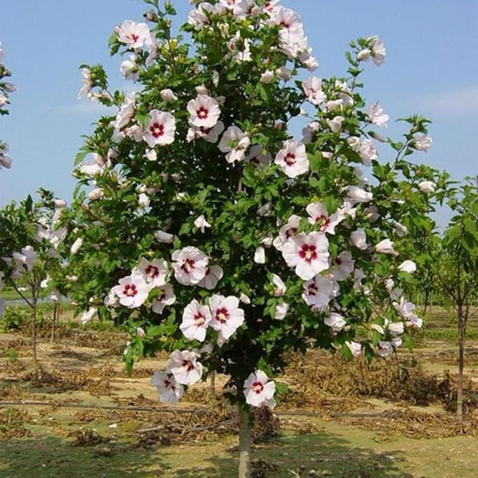 White Rose of Sharon Live Plant, 6-12" Tall Althea Hibiscus Plants in Quart Pot, Perennial Hardy Hibiscus Plant Bush for Outdoors Garden, Dormant in Winter
