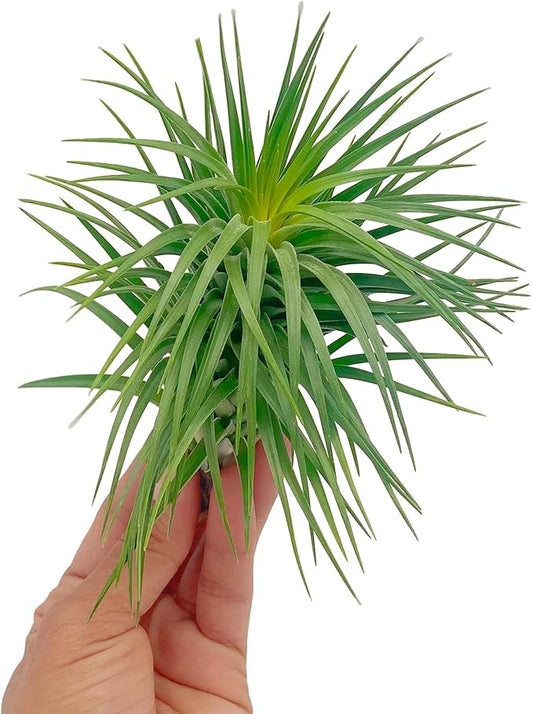 ragnaroc Air Plants - Flowering Tillandsia Pink Paske Large 5" - 1ct - Live Arrival Guaranteed - House Plants for Home Decor & Gift