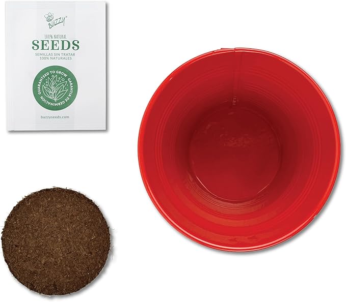 BUZZY Seeds All-in-One Spruce Tree Grow Kit Holiday Pail with Non-GMO Seeds, Growing Medium, Red Pail and Easy Instructions | Fun Indoor Gardening Project, Great Gift for Gardeners, Stockiing Stuffer