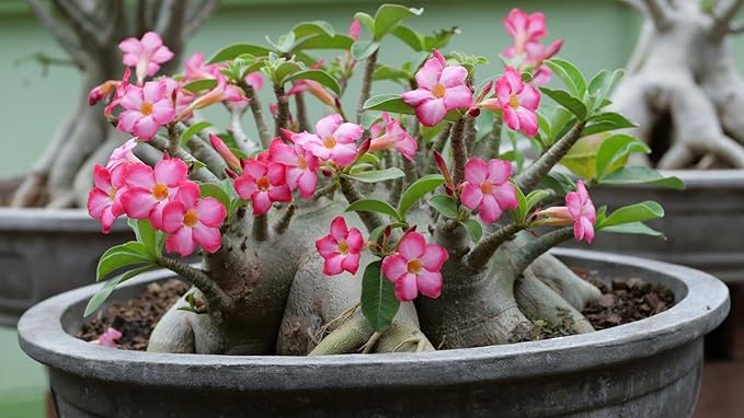 Organic Desert Rose Potting Mix by Gardenera - Nourish Your Adenium with The Finest Soil - 2 QUARTS