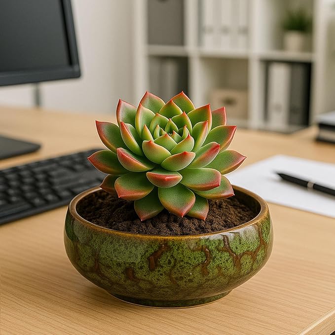 Oncpcare Lotus Bowl Planter – Glazed Ceramic Indoor Plant Bowl Lotus Pot for Lotus Seeds, Bonsai, Succulents | Shallow Hydroponic Decorative Oriental Flower Bowl (Green)