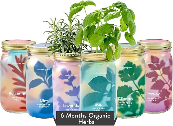 Modern Sprout New & Improved Mason Jar Grow Set 6pk, Indoor Herb Garden, Seed Starter Set, Organic Seeds, Hydroponic Growing (Basil + Mint + Parsley + Cilantro + Rosemary+ Lavender)