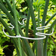 White Monstera Plant Stem Support - 5PCS 7.3x6.25in Durable Adjustable Garden Stake for Indoor Plants, Fishbone Cactus Holder, Innovative Leaf Clip Set, Ideal Tool for Healthy Plant Growth