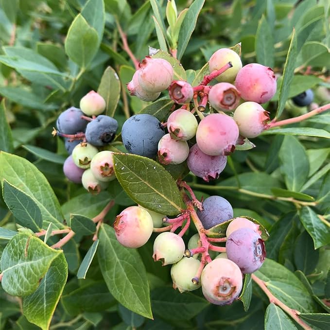 Proven Winners 2 Gal. Splendid! Blueberry Shrub