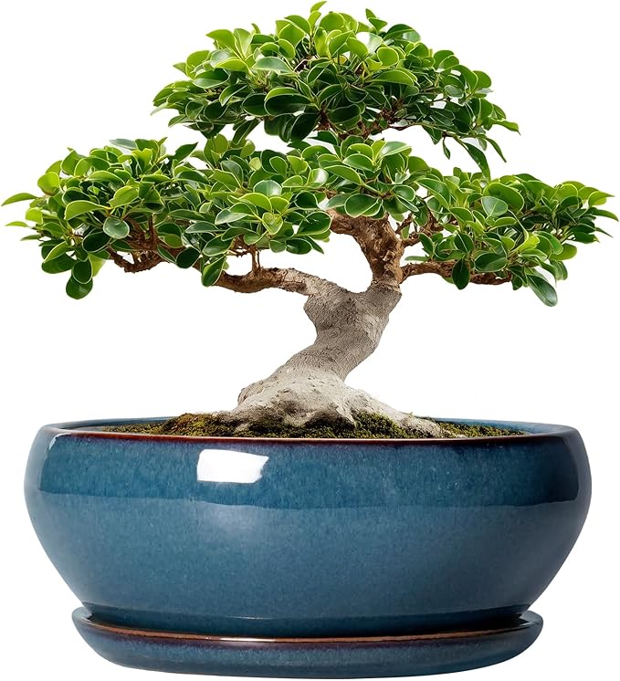 SQOWL Bonsai Tree Pots - 12 Inch Ceramic Succulent Pots, Large Shallow Planter with Drainage Hole and Saucer, Bowl Round Planters for Indoor Outdoor Plants, House Decor, House Warming Gifts, Blue