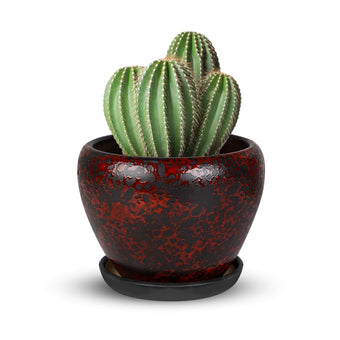 Ceramic Plant Pots With Saucer & Drainage, 6 inch Indoor Flower Pots