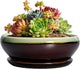 SQOWL Succulent Pots 6 Inch - Shallow Ceramic Planter, Bonsai Pot with Drainage Hole and Saucer, Round Ceramic Succulent Planter for Indoor Outdoor Plant, Kitchen Decor, Plant Lover Gift, Green-Brown