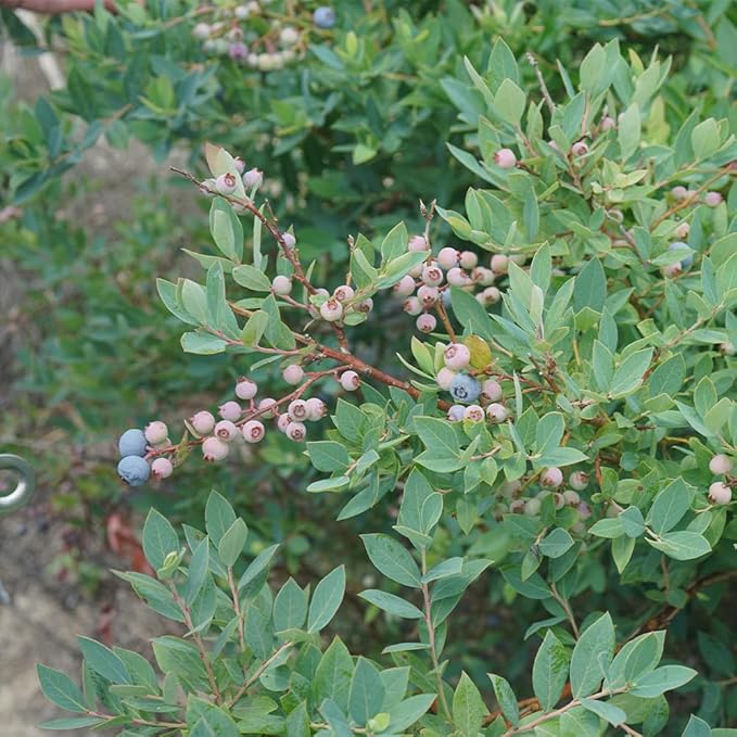 Proven Winners 2 Gal. Splendid! Blueberry Shrub