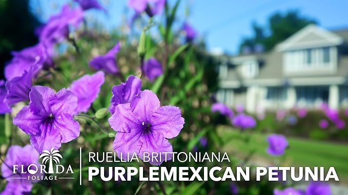 Mexican Petunia Purple | 30 Live Plants | Ruellia Brittoniana | Purple Flowering Landscape Pollinator | Heat Tolerant Groundcover | Outdoor Perennial for Gardens Borders Walkways Containers